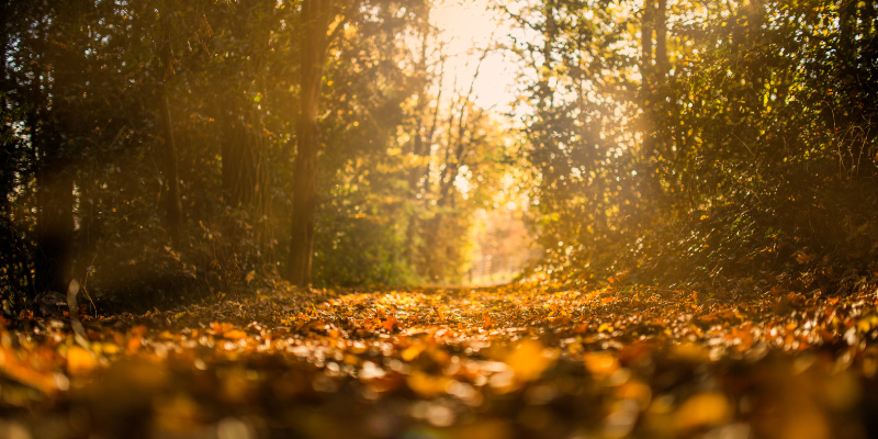 5 habits you can start today for autumn